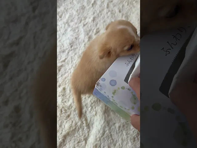 動画