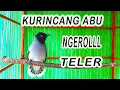 Download Lagu KURINCANG ABU GACOR NGEROL TELER