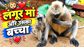 😍🌾 Maa Aur Baby Ne Saath Mein Khaye Chane | Langur Family Video