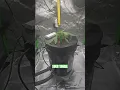 Download Lagu Sour Tangie Suuuuper Slow Mo #cannabisgrowers #cannabisfamily #legalcannabis #garden #legalcannabis