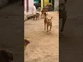 Download Lagu Street dogs barking||dog sound#68kviral#shorts