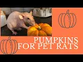 PUMPKINS FOR RATS