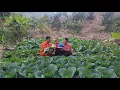 Lagu A peaceful day in the vegetable garden of a single mother and an electrical engineer.