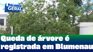 Bairro Vorstadt: queda de árvore é registrada em Blumenau