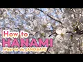 Download Lagu A day under the Sakura - how to enjoy Hanami