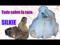 All about the SILKIE chicken breed