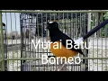 Download Lagu #MuraiGacor #Muraihaji                                           Murai batu borneo kepala putih