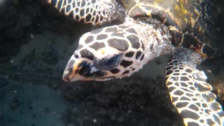 Episode 100 Hooray!….but maybe not