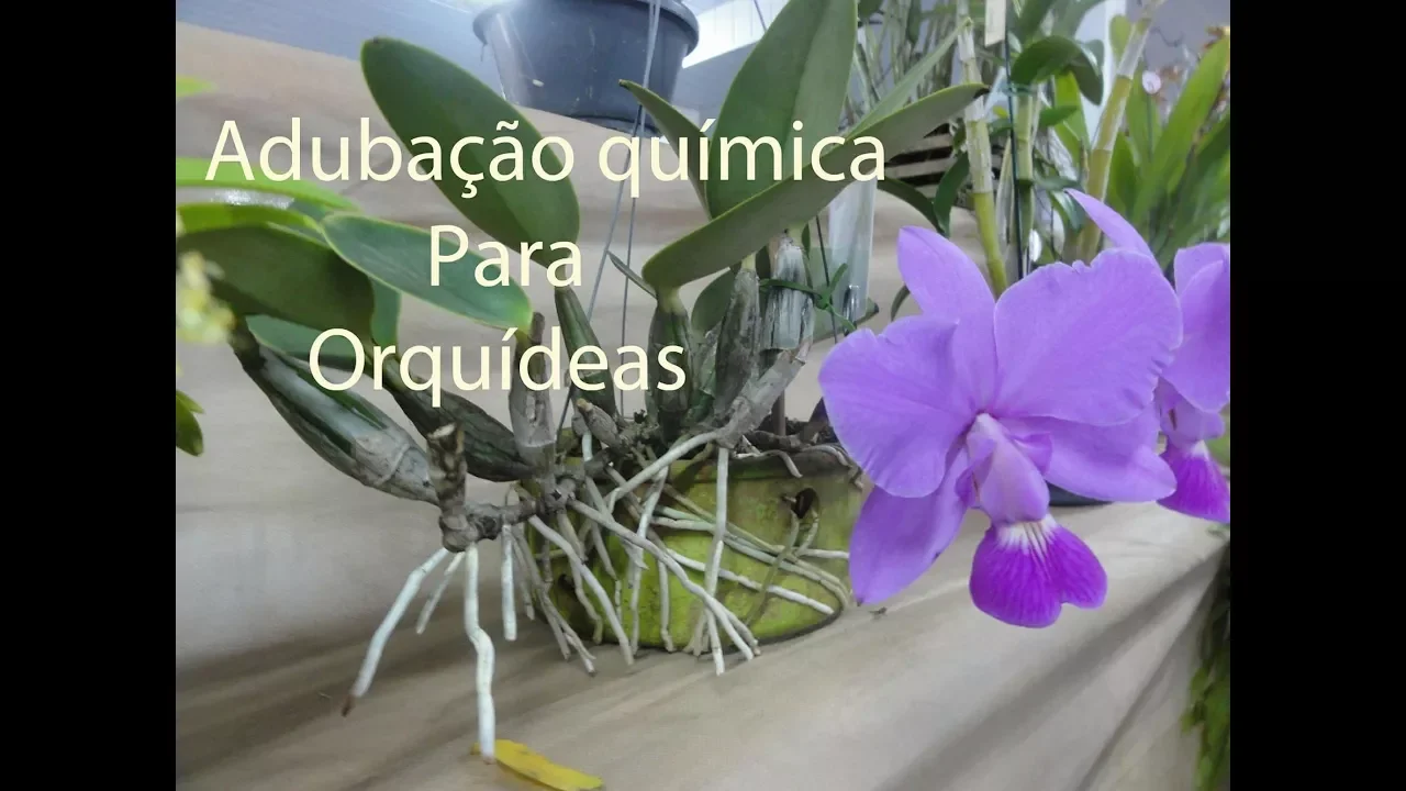 ADUBAÇÃO QUÍMICA PARA ORQUÍDEAS
