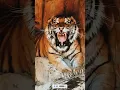 Download Lagu Tiger Sounds Angry। #shorts #youtubeshorts #ytshorts #short