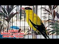 Download Lagu MASTERAN KONSLET AMPUH !!! KEPODANG EMAS GACOR KONSLET LANTANG BESETAN TAJAM PANCINGAN BURUNG