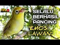 Lagu CIAK CIAK JOSS KECIAL KUNING AMPUH||PANCINGAN KECIAL MALAS BUNYI||