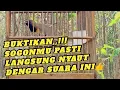 Download Lagu Sogon tarung buka sayap,cocok buat latih emosi burung bahan 👍