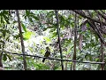 Download Lagu MIKAT KAPAS TEMBAK DI BUKIT PANJANG