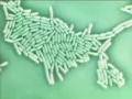 SELECTED LACTOBACILLUS - STRAIN SHIROTA