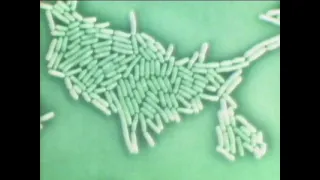 SELECTED LACTOBACILLUS - STRAIN SHIROTA