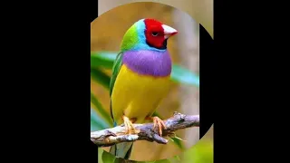 قمرٱ سيدنا النبي دندنها