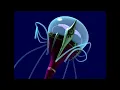 Code Lyoko - Scyphozoa Sound Effects Rips