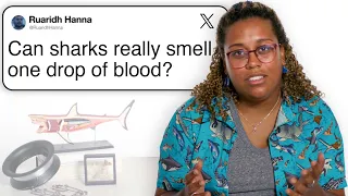 Marine Biologist Answers Shark Questions From Twitter Tech Support WIRED
