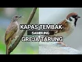 Download Lagu 🔴 Masteran Burung ,Kapas tembak Sambung Greja, Masteran burung Juara!!