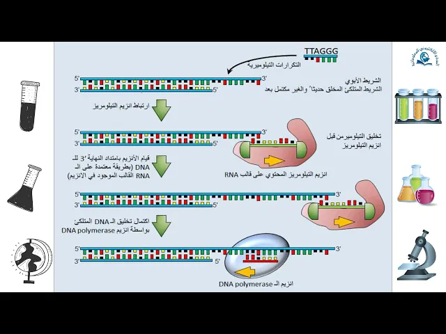 ⁣مبادئ الوراثة الجزيئية تضاعف الــDNA (مشكلة نهاية التضاعف )