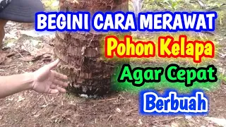 Download Cara Merawat Pohon Kelapa Agar Cepat Berbuah MP3