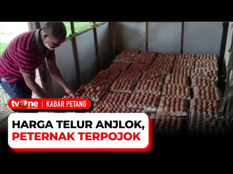 Harga Telur Anjlok, Peternak: Kami Terus Merugi