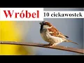 Download Lagu Wróbel zwyczajny - 10 ciekawostek