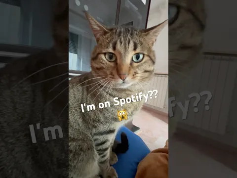 Serafino's Spotify reaction 😹😹
