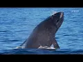 WONDERS OF AMERICA | The most fascinating places in the USA