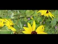 Iraaday | Abdul Hannan x Rovalio | with Urdu and English Lyrics and Subtitles| Aesthetic Geet #lofi