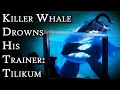 Tilikum The Killer Whale Who Drowned Her Trainer Fascinating Horror