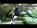 Download Lagu pancingan Kacer tercepat nyaut langsung gacor.