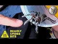 DEADLIEST SPIDER BITE