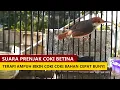 Download Lagu SUARA PRENJAK COKI BETINA GACOR PIKAT ‼️ Cara TERAPI AMPUH Supaya Prenjak BAMBU Jantan Cepat Bunyi