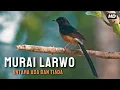 Download Lagu Murai Larwo: Antara Keindahan dan Kepunahan