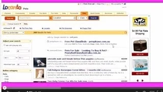 locanto-puppies-for-sale-scams