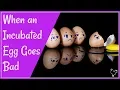 How to Spot a Bad Egg in the Incubator