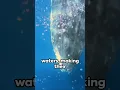 Download Lagu Song of the Ocean  The Humpback Whales