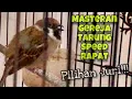 Download Lagu Top Masteran Burung Juara‼️Gereja Tarung Ngerol Abis Durasi Panjang Suara Jernih | Kicau Tembak