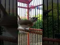 Download Lagu VIRAL ! BURUNG KECIL INI MIRIP MURAI BATU SUARANYA !