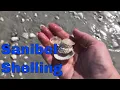 Sanibel Shelling - Virtual Shelling During High Tide on Sanibel Island