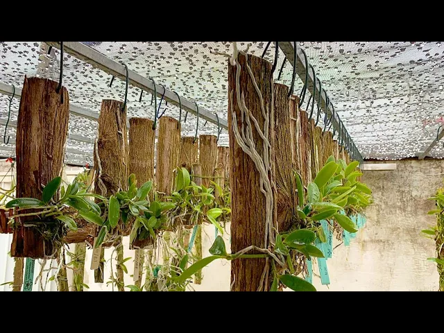 COMO CULTIVAR ORQUÍDEAS DICAS INFALÍVEIS PARA INICIANTES