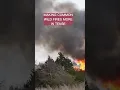 Download Lagu You should hate this tree!😡Destroying western ecosystems #forest #fire #shorts #weneedfire