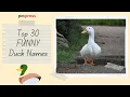 Top 30 Funny Duck Names That Are Hilarious - Petpress