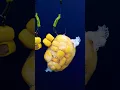 Download Lagu 🤩 HOW to Make PVA Bags of SWEETCORN 🌽 For Big Carp Fishing 🎣 #carpfishing #fishing #bait