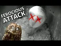 Barn Owl Defends Itself From A Ferocious Tawny Attack