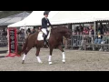 Download Lagu FIVE STAR(Amazing Star x Jazz).At stallionshow Stal Brouwer/Platinum Stables