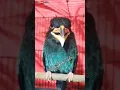 Download Lagu BURUNG TENGKEK BUTO || tembakan tajam...!