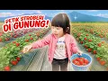 Download Lagu YUKA-CHAN PETIK STROBERI DI ATAS GUNUNG! | vlog